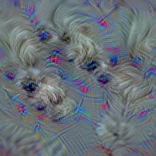 n02098286 West Highland white terrier